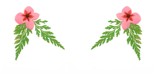 Fototapeta premium Dried Pink Flowers and Fern Leaves on White