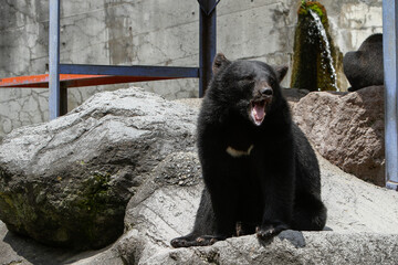 Okuhida, Nagano, Japan, 2021-26-07 , Black bears at the Okuhida zoo where tourists can see over a hundred japanese black bears.