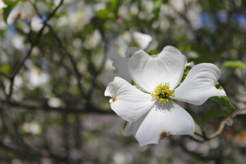 White Dogwood Tree in full bloom at Easter