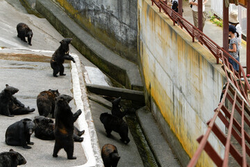 Okuhida, Nagano, Japan, 2021-26-07 , Black bears at the Okuhida zoo where tourists can see over a hundred japanese black bears.