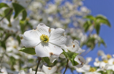 Obraz na płótnie Canvas White Dogwood Tree in full bloom at Easter