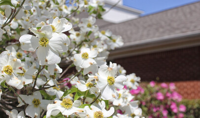 White Dogwood Tree in full bloom at Easter