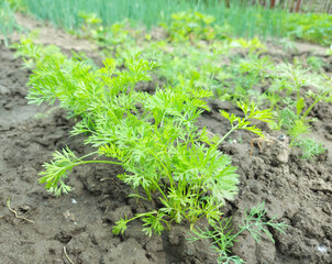 carrot grows in the garden bed. green leaves.
