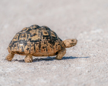 turtle on a stone road 