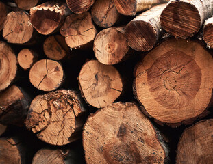 Pile of pine wood. Closeup of logs of trees in nature.