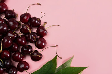 Fresh cherries with stems and leaves on pink background.