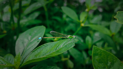 green damselfly with yellow and blue tail on a leaf