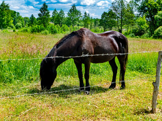 Black horse eating green grass in the pasture. Livestock farm. Horse and mare. Agricultural business. Pasture of farm animals. Natural background. Racetrack for horse racing.