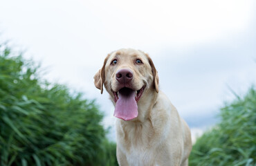 one yellow lab dog looking to the camera on a bridge by a river