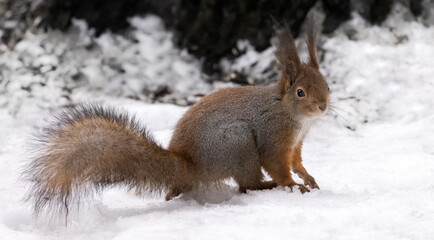 Naklejka na ściany i meble winter squirrel in white snow