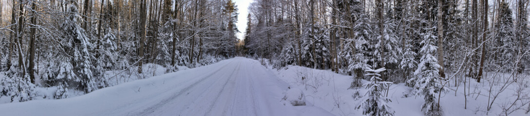 winter road in snow forest panorama