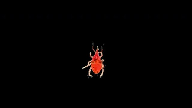 predatory mite (acari) of the family Bdellidae under a microscope, order Prostigmata, superorder Acariform, lives in forest litter, moss, under stones, shrubs and trees, feeds on small arthropods