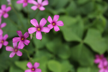 Fototapeta premium Oxalis Wood Sorrel With Pink Flowers Shallow DOF