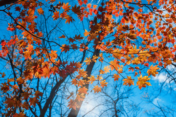 autumn tree branches with red and yellow maple leaves
