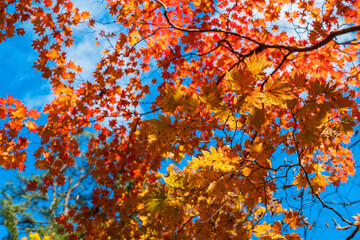 red and yellow maple autumn leaves background