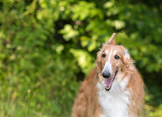 Fototapeta premium one white and brown borzoi dog on the green grass in the park 