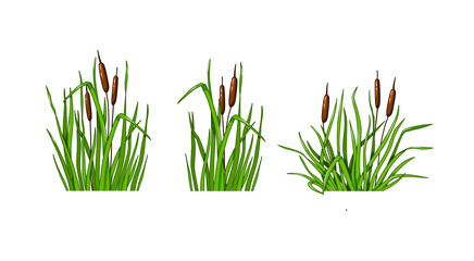 Reed grass set on a white isolated background. Vector illustration in the cartoon style