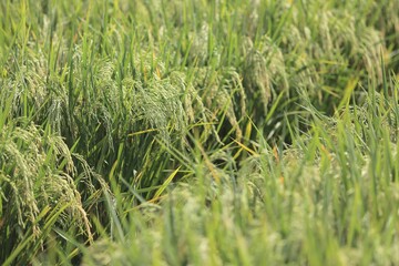 almost harvested rice
