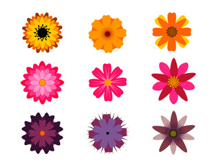set of colorful simple summer and spring flowers