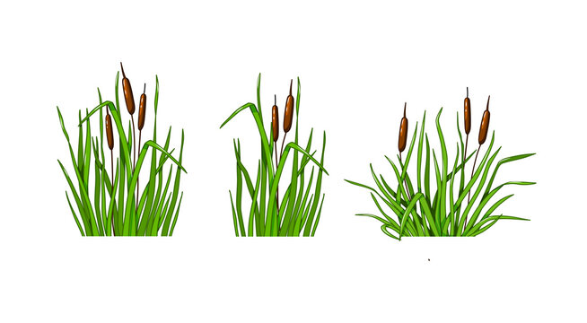 Reed grass set on a white isolated background. Vector illustration in the cartoon style