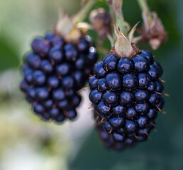 Two blackberries hang on branch