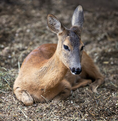 Young roe deers rest on ground