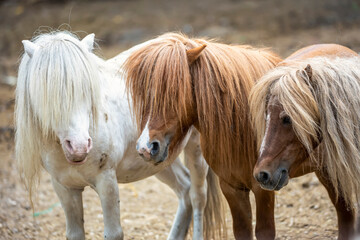 Group of cute pony horses outdoor