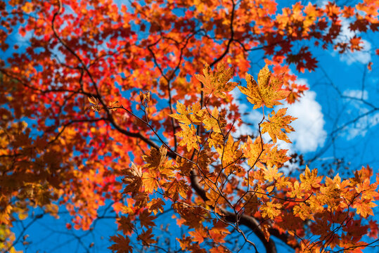 maple autumn leaves on blue sky background