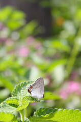 Hairstreak Butterfly - Strymon melinus on Lantana Leaf