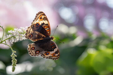 Blue Pansy(Junonia orithya ocyale H&uuml;bner, 1822) female butterfly on white flowers in nature, Beatuful Butterfly on leaves