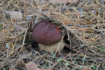 Гриб под листвой