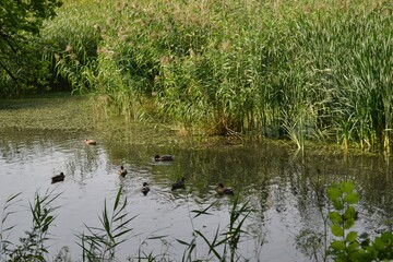 reeds in the lake