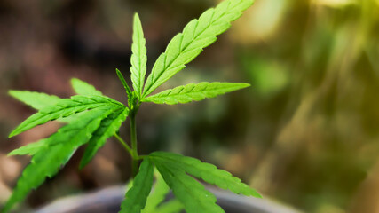 Marijuana leaves, cannabis on a nature background, beautiful background, indoor cultivation