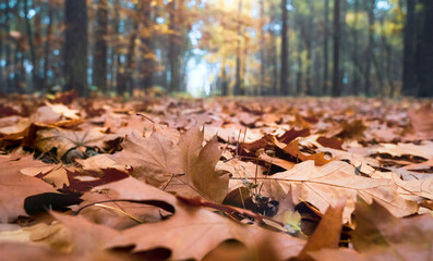 Dry autumn leaves in forest on ground. Brown maple leaf. Fall concept. Background