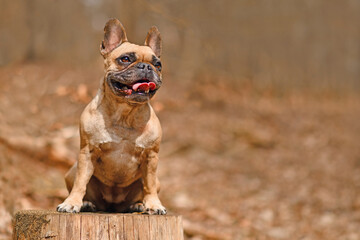Happy French Bulldog dog sitting on tree stump in forest with copy spavce