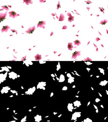 3D illustration of a pink cherry sakura flower petals flow with alpha layer