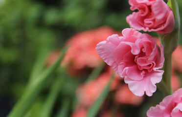 Pink Gladiolus With Flowers in Background Shallow DOF