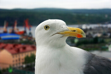 Cormorant on the ledge of a window high-rise building