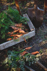 a harvesting carrots