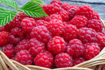 Ripe raspberries in a basket. close-up from above. Garden raspberries are picked from bushes. The...