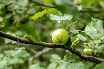 Green apple fruit grows on the branch of apple tree in summer orchard