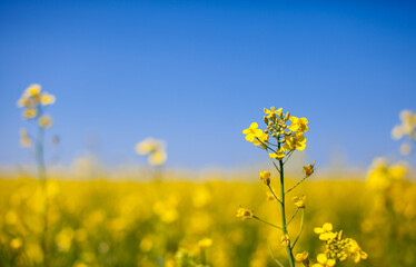 Obraz premium Yellow rapeseed flowers in a field against a blue sky. yellow rapeseed flowers, rape, colza, rapaseed, oilseed, canola, closeup against s sunny blue sky