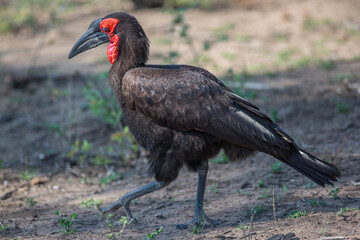 Southern Ground Hornbill Foraging for Food