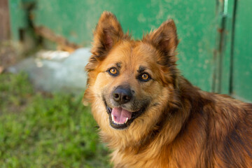 A large beautiful orange dog looks into the frame