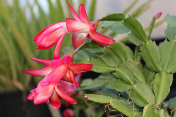 Fototapeta premium Christmas Cactus in Bloom With Pink Flowers S. truncata