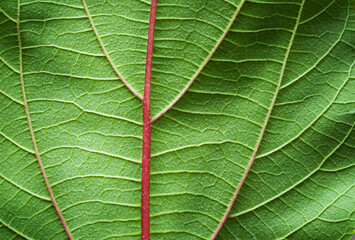 Veins of leaf close-up.