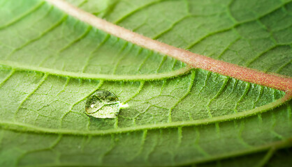 Drop on leaf macro