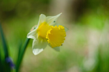 Fototapeta na wymiar yellow daffodil flowers blooming in the spring