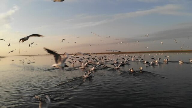 Kalmykia, nature reserve. A flock of pelicans on the lake.