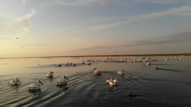 Kalmykia, nature reserve. Pelicans swim at sunset on the lake.